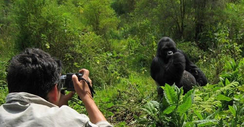 Uganda Safaris