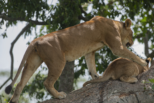 Safari in Uganda