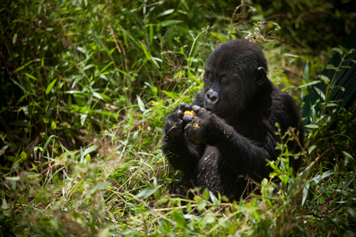 Tours in Congo