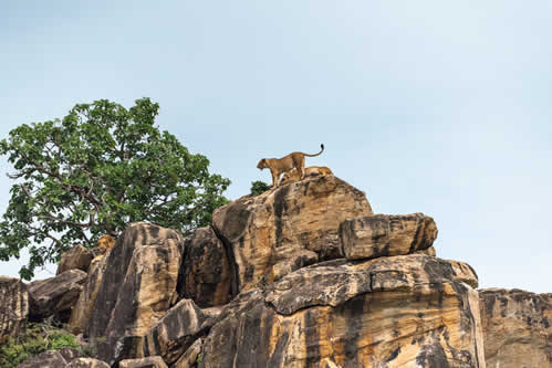 Uganda wildlife safari