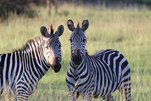 Uganda Wildlife Safaris