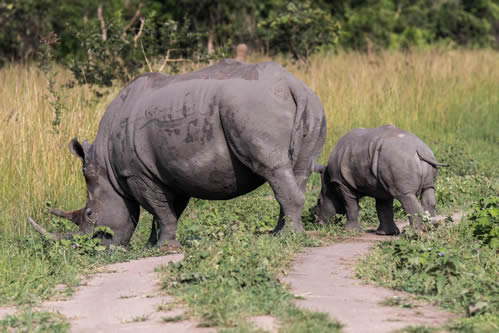 Wildlife safaris in Uganda